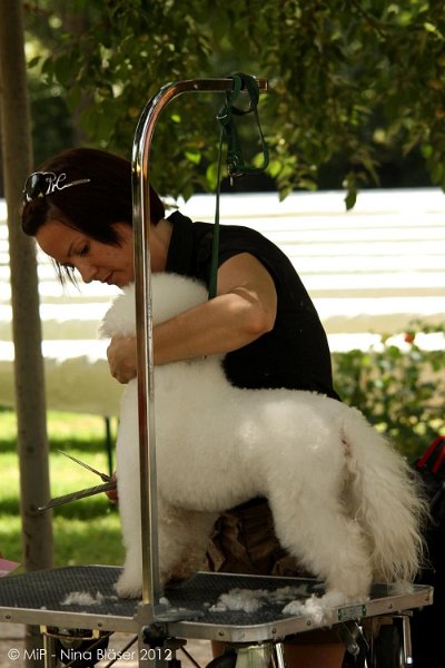 2012-07-01 B & B - Bedlington & Bichon Fun Day (5)_1000x1500.jpg